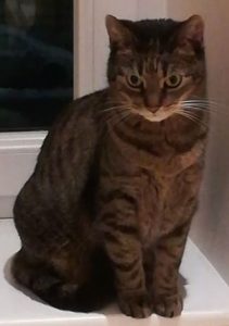 Katze Marli Katze Marli
