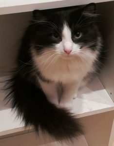 Katze Shiva Katze Shiva